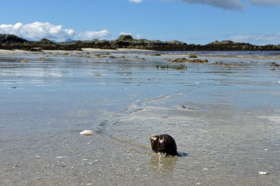A periwinkle slowly making it's way along the beach at Camusdarach