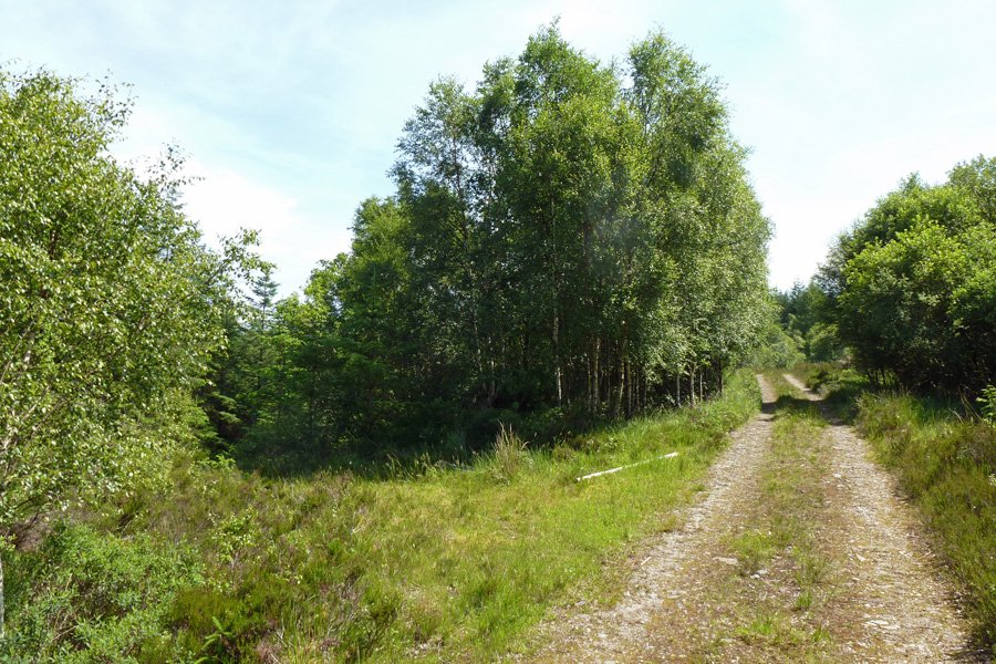 A small side track leading to Claish Moss