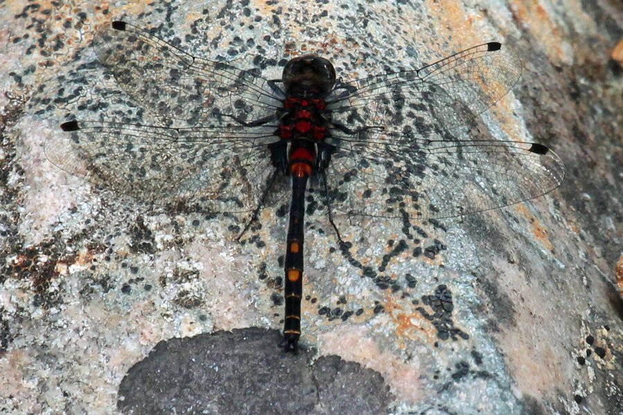 Take time to explore the headlands and scan the sea for divers