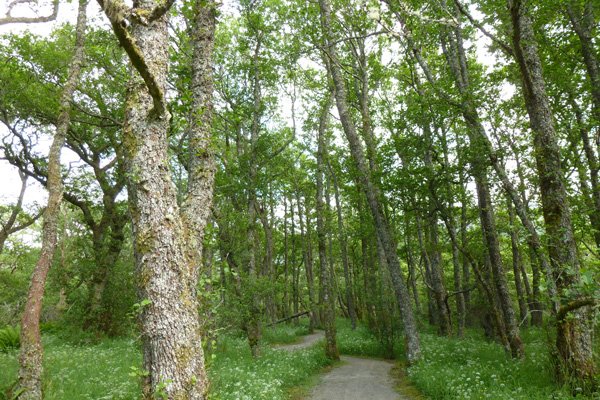 Ancient alder wood in Creag Meagaidh National Nature Reserve