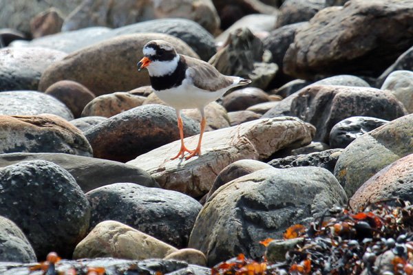 Ringed plover at Cuil Bay