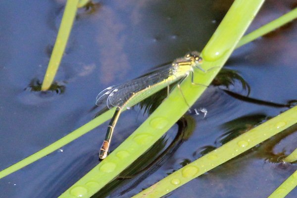 An immature female emerald damselfly