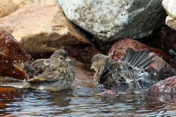 Young stonechats splashing about