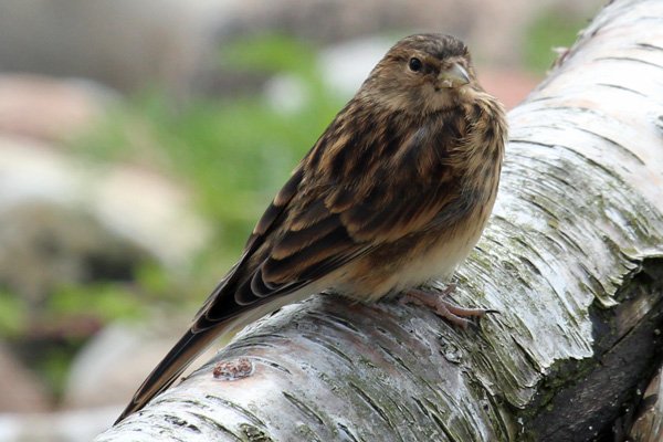 A juvenile stonechat
