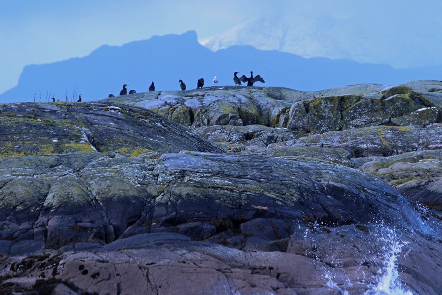 Cormorants on the rocks looking out to Eigg and Raum