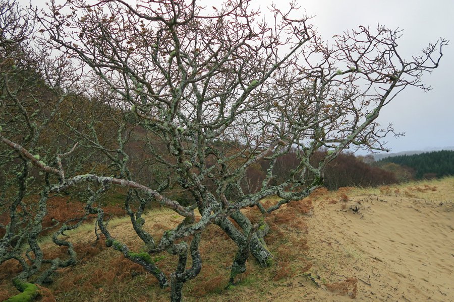 Lichen covered oaks at the rear of the dune system at Cul na Croise