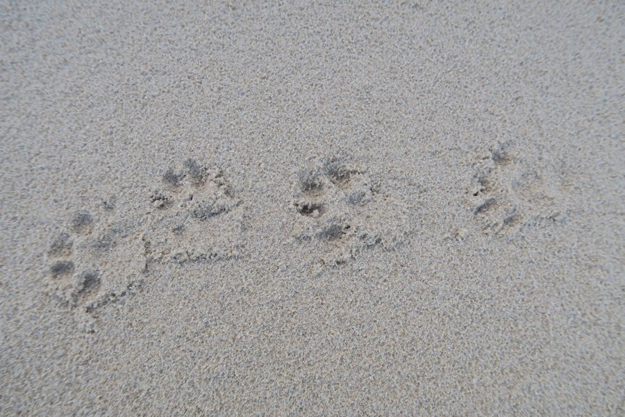 Cul na Croise, Ardnamurchan