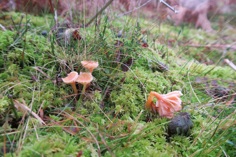 Cul na Croise, Ardnamurchan