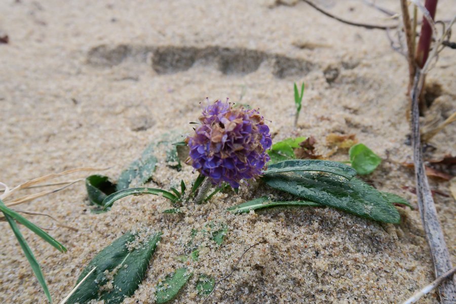 Cul na Croise, Ardnamurchan