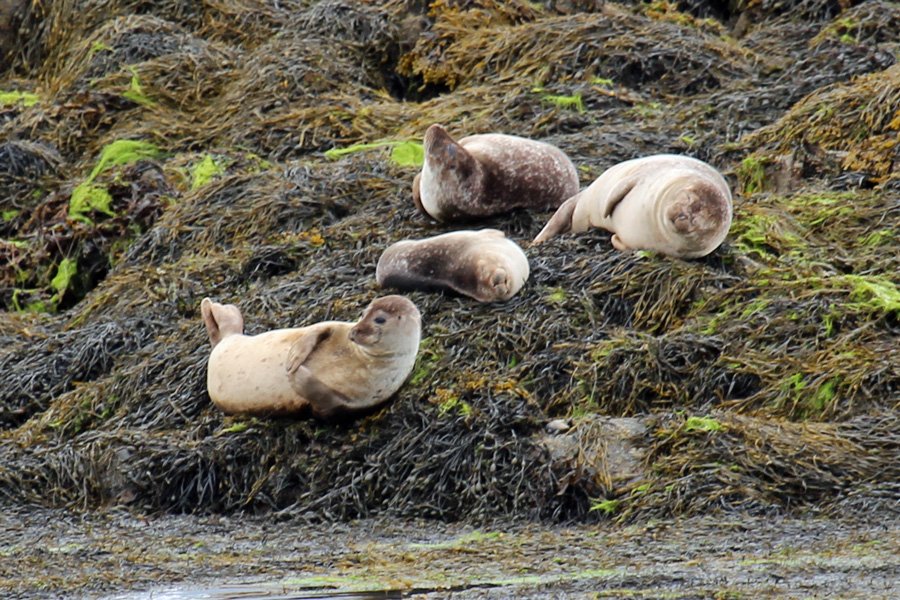 Common seals on Garbh Eilean