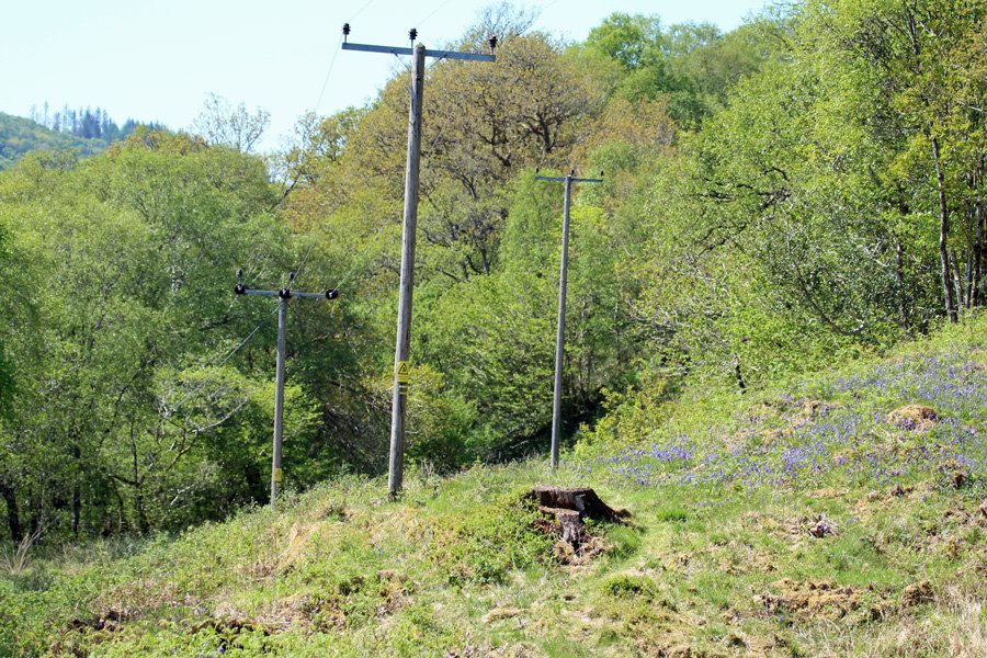 The area by the power line is a good spot for seeing chequered skippers