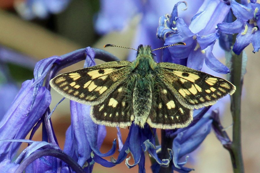 Chequered skipper at Glasdrum National Nature Reserve