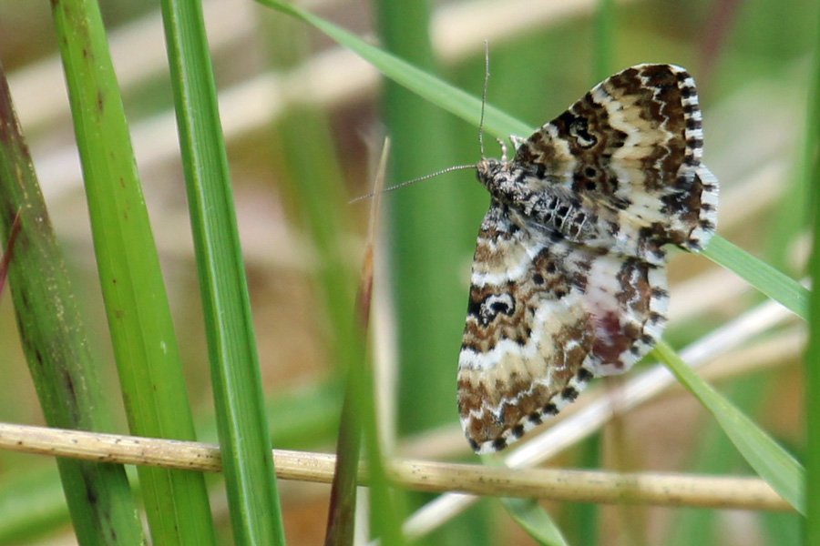 Female Small Argent & Sable (Epirrhoe trisata) at Glasdrum National Nature Reserve