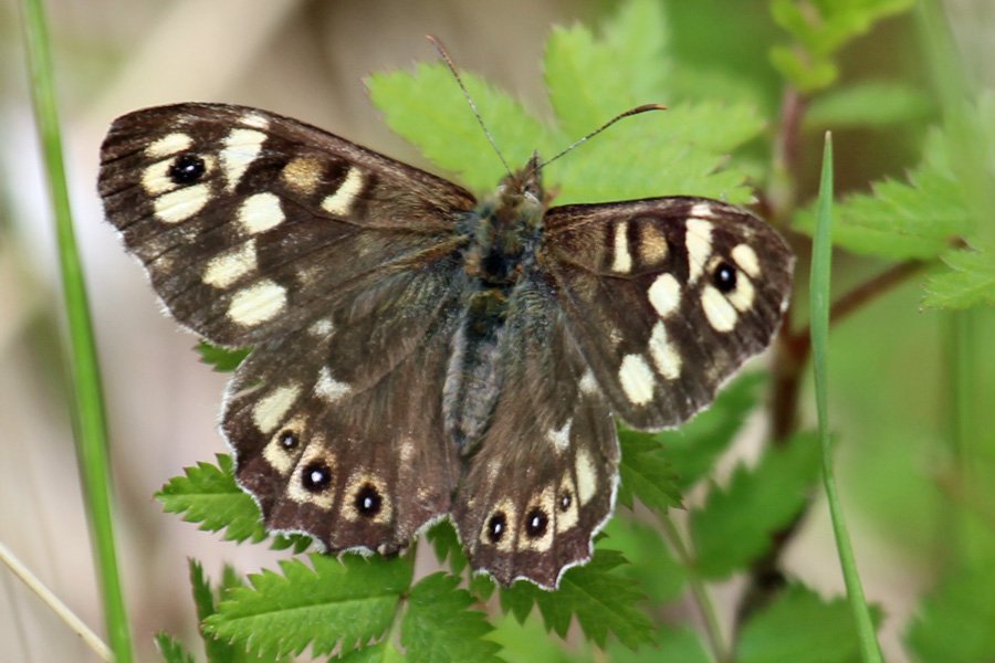 Speckled wood at Glasdrum National Nature Reserve