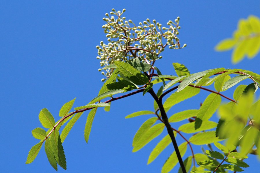 Rowan coming into flower in late May