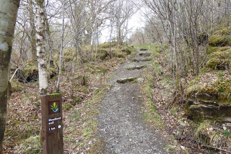 The woodland trail through Glasdrum National Nature Reserve