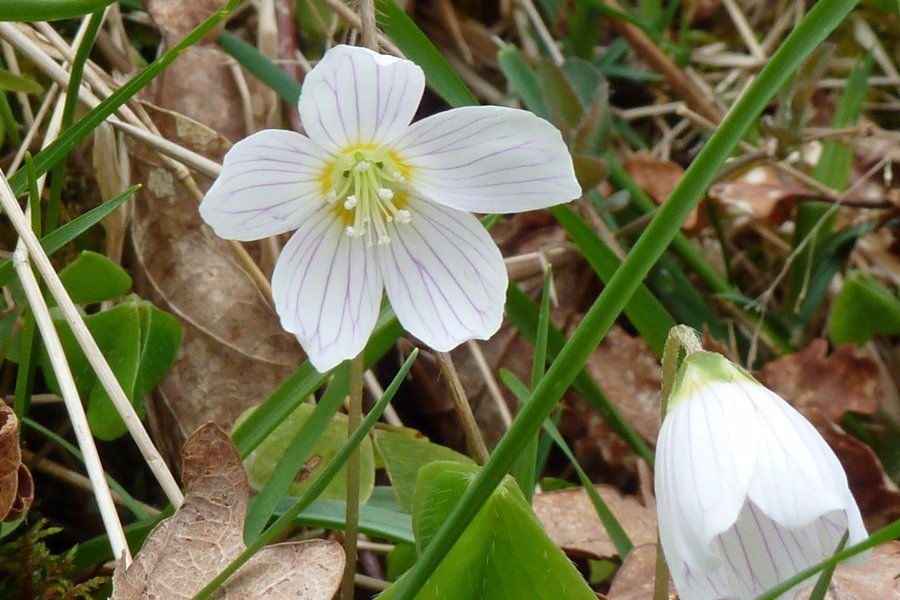 Wood sorrel (Oxalis acetosella) at Glasdrum National Nature Reserve