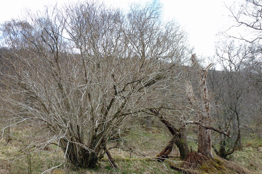Hazel growing at Glasdrum National Nature Reserve