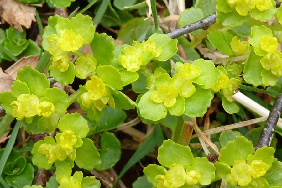 Opposite-leaved Golden-Saxifrage (Chrysosplenium oppositifolium) at Glasdrum National Nature Reserve