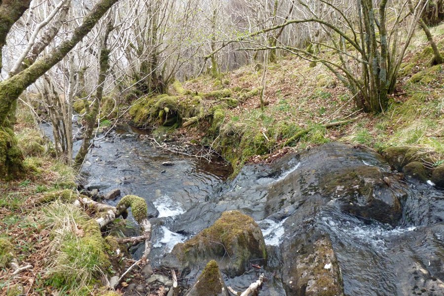 One of the watercourses running through Glasdrum National Nature Reserve