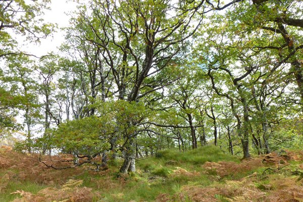  Glen Beasdale - view of the coastal sessile oak wood 