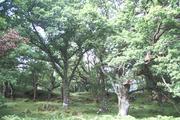 Oak trees at Glencripesdale