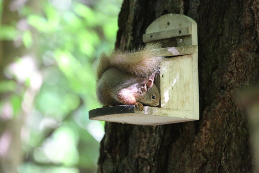 Red squirrel on one of the feeders at Inchree