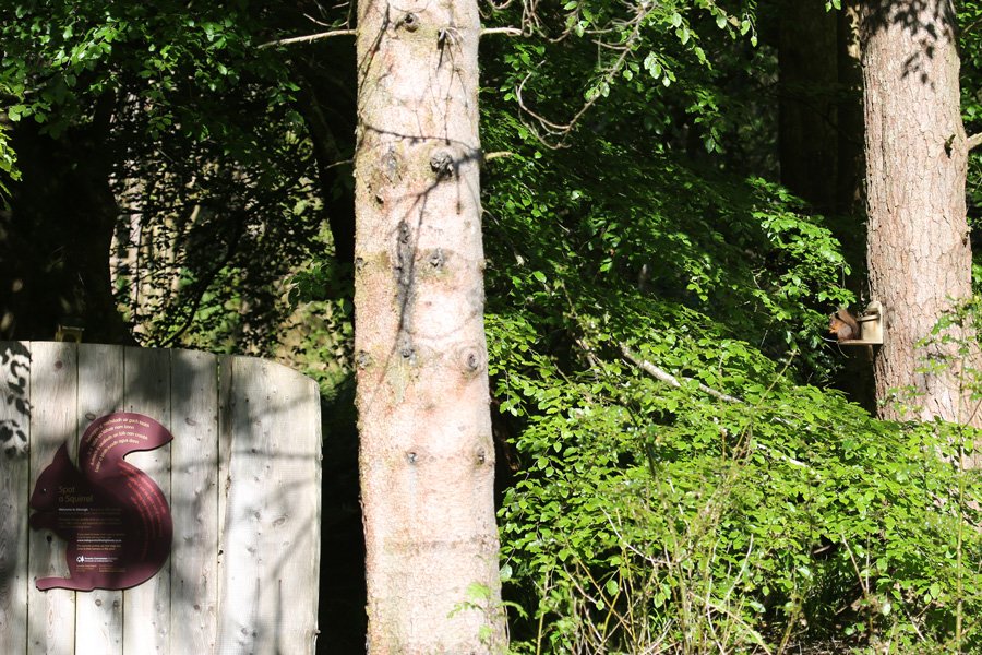 Inchree Red Squirrel Hotspot