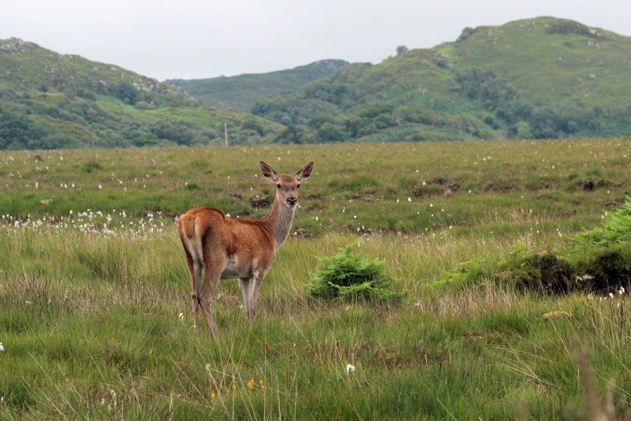 Red deer on Kentra Moss