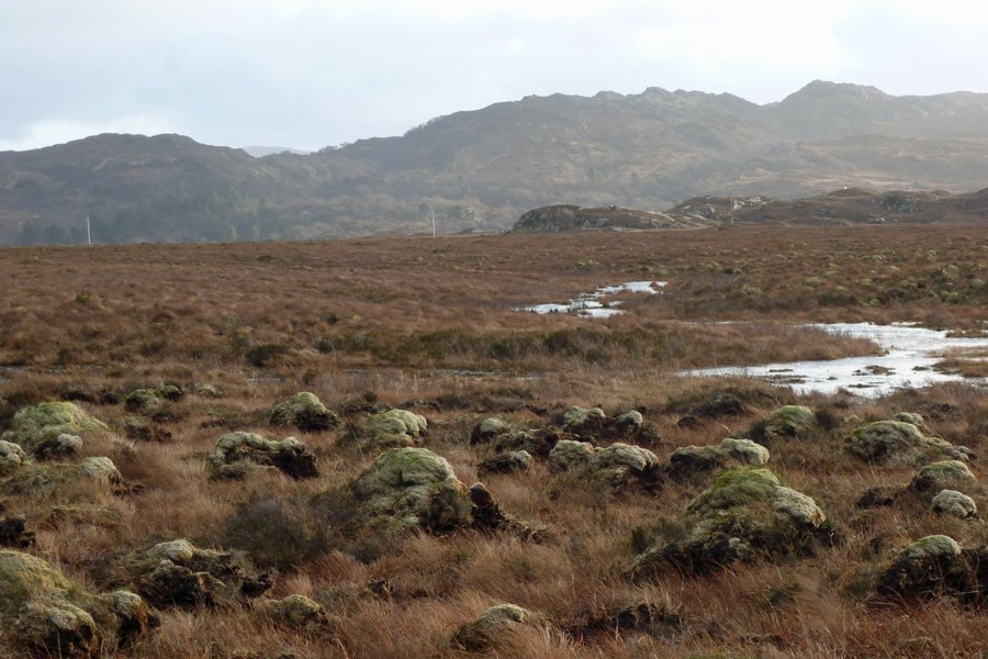 Kentra Moss, pool and hummocks