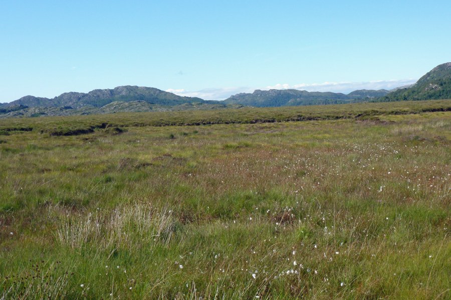 Cotton grass growing on Kentra Moss