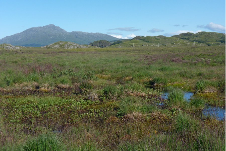Kentra Moss looking towards Ben Resipole