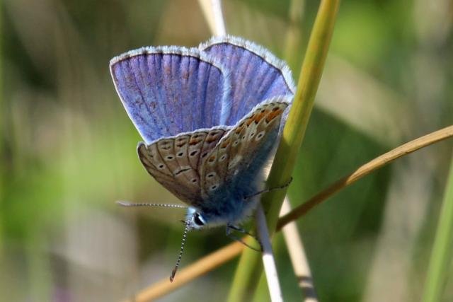 Male common blue butterfly flitting in the dunes at Sanna Bay