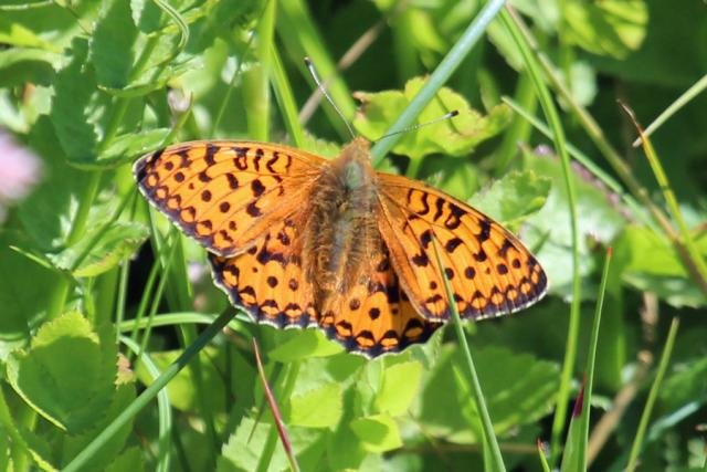 Dark green fritillary at Sanna
