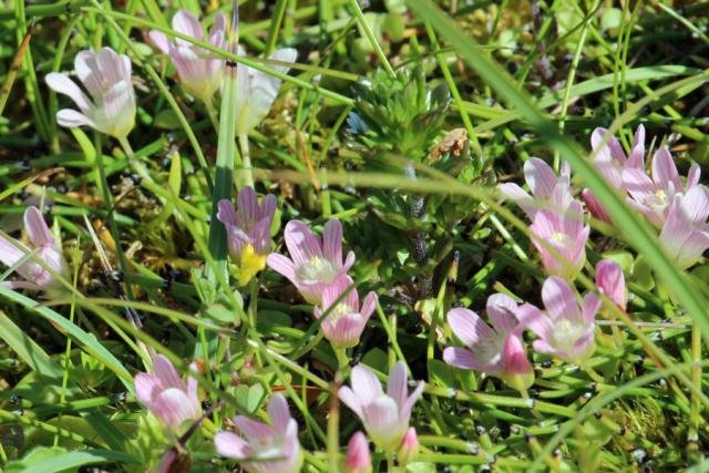 Bog pimpernel in the dune slacks at Sanna Bay