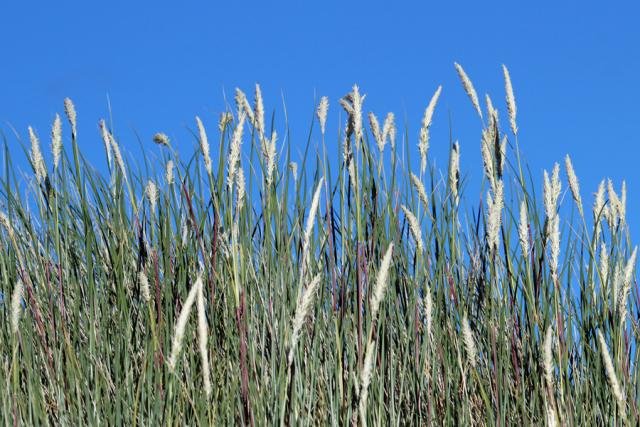 Marram grass at Sanna Bay