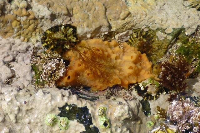 Breadcrumb sponge in a rockpool at Sanna Bay