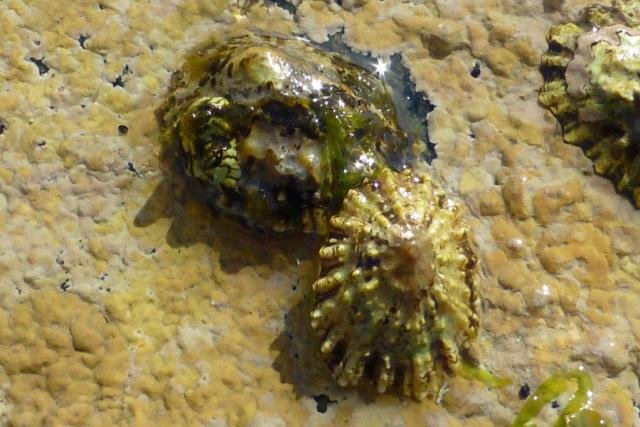 The clash of the limpets