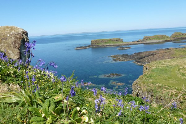 Bluebells and primroses on The Isle of Lunga