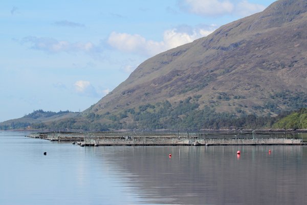 Passing by the salmon farm