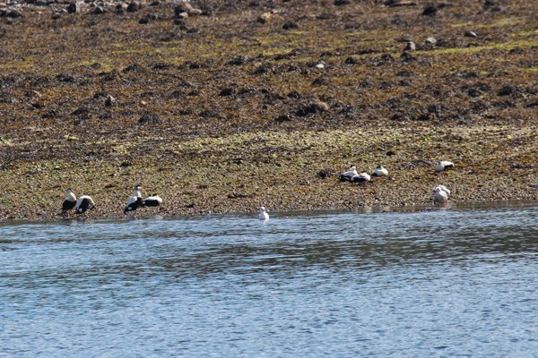 Eider duck and gulls on the shore line