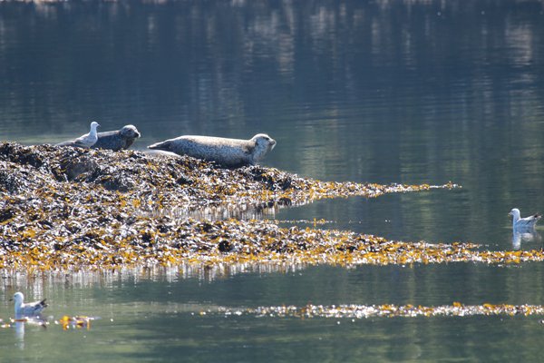 Common seals on Black Rock