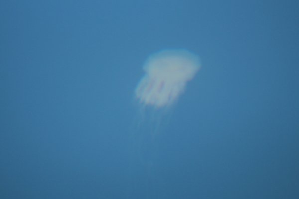 A jellyfish lurking in the loch