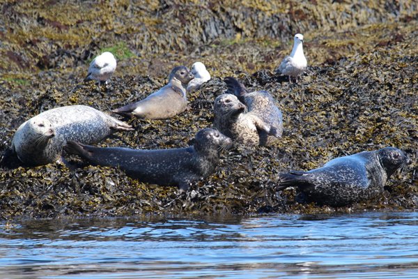 Good views of Common seals on Black Rock