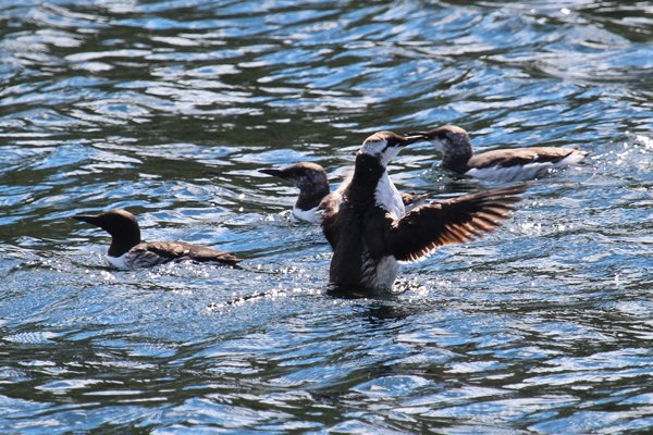 Look out for guillemots