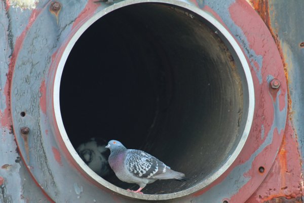 A pigeon penthouse at Fort William pier