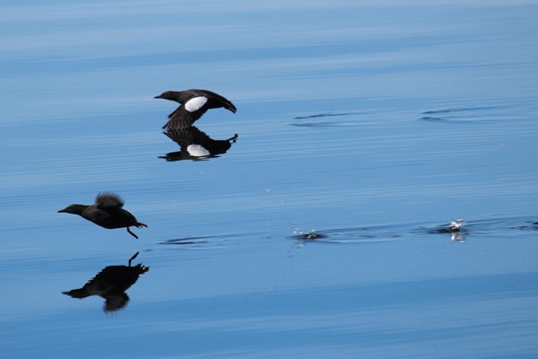Black Guillemot taking off for a flight down Loch Linnhe