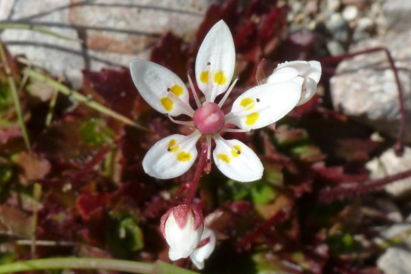 Starry saxifrage (Saxifraga stellaris) on Creag Dhubh