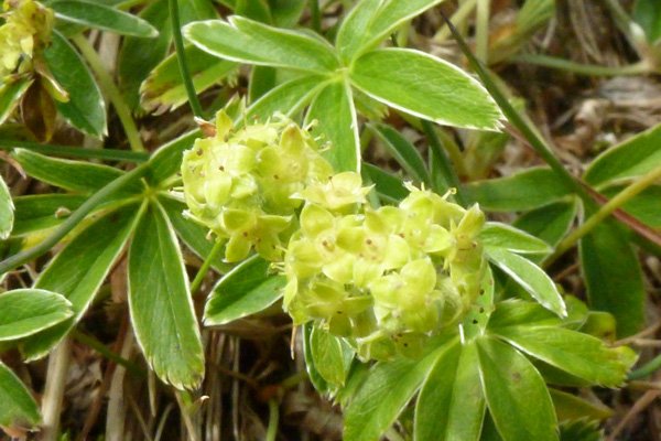 Alpine lady’s mantle (Alchemilla alpine) on Creag Dhubh