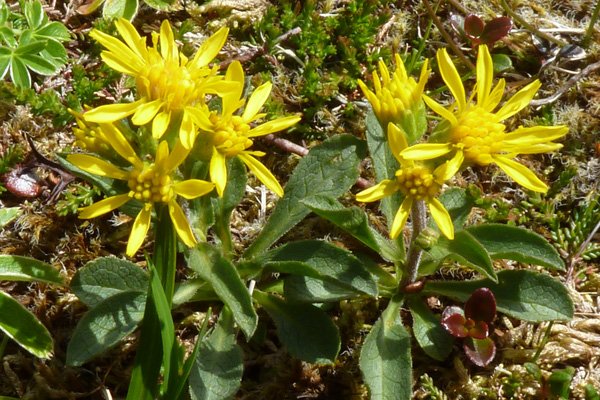 Goldenrod (Solidago virgaurea) on Creag Dhubh